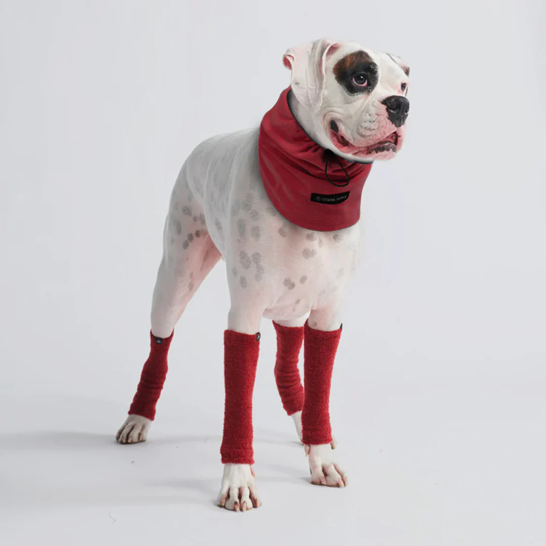 Protettore per Cuffie per Orecchie Calmanti Antiansia per Cani - Image 9