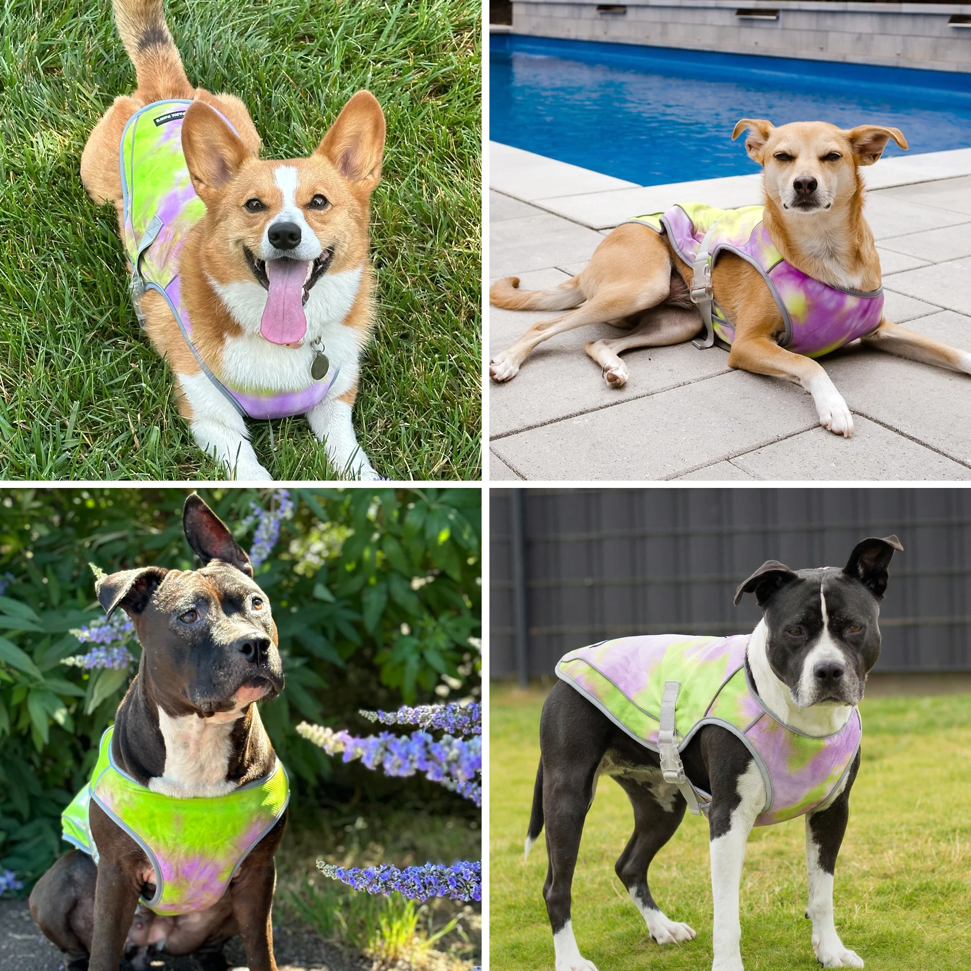 Gilet di raffreddamento per cani (multicolore) - Image 42