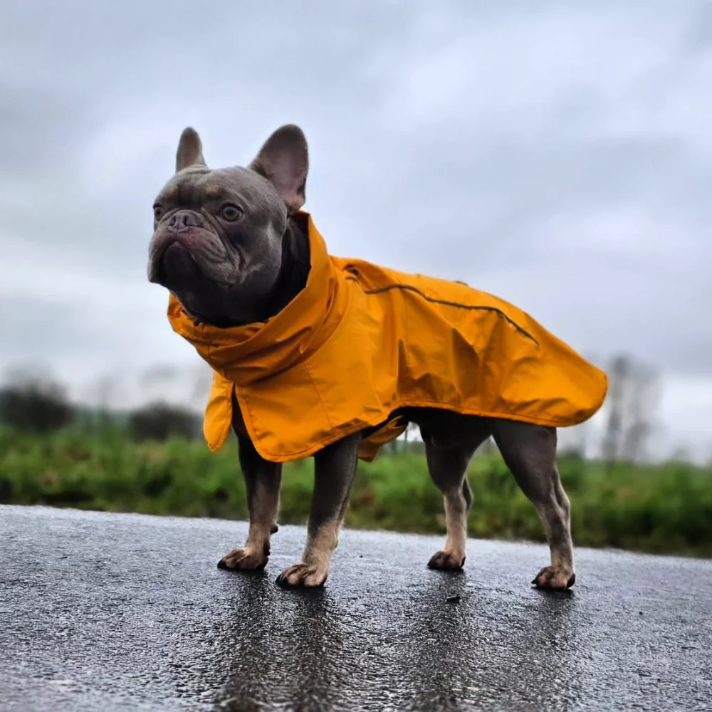 Impermeabile per cani Breatheshield™ - Giallo Senape - Image 11