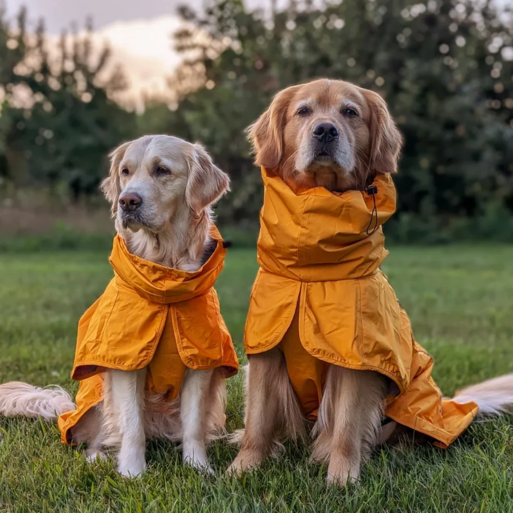 Impermeabile per cani Breatheshield™ - Giallo Senape - Image 12