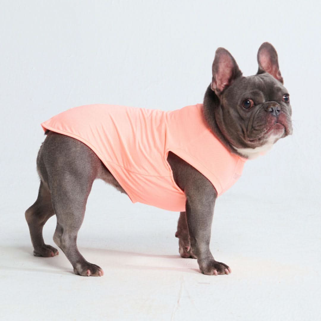 Maglietta per cani Sunblock - Pesca - Image 4