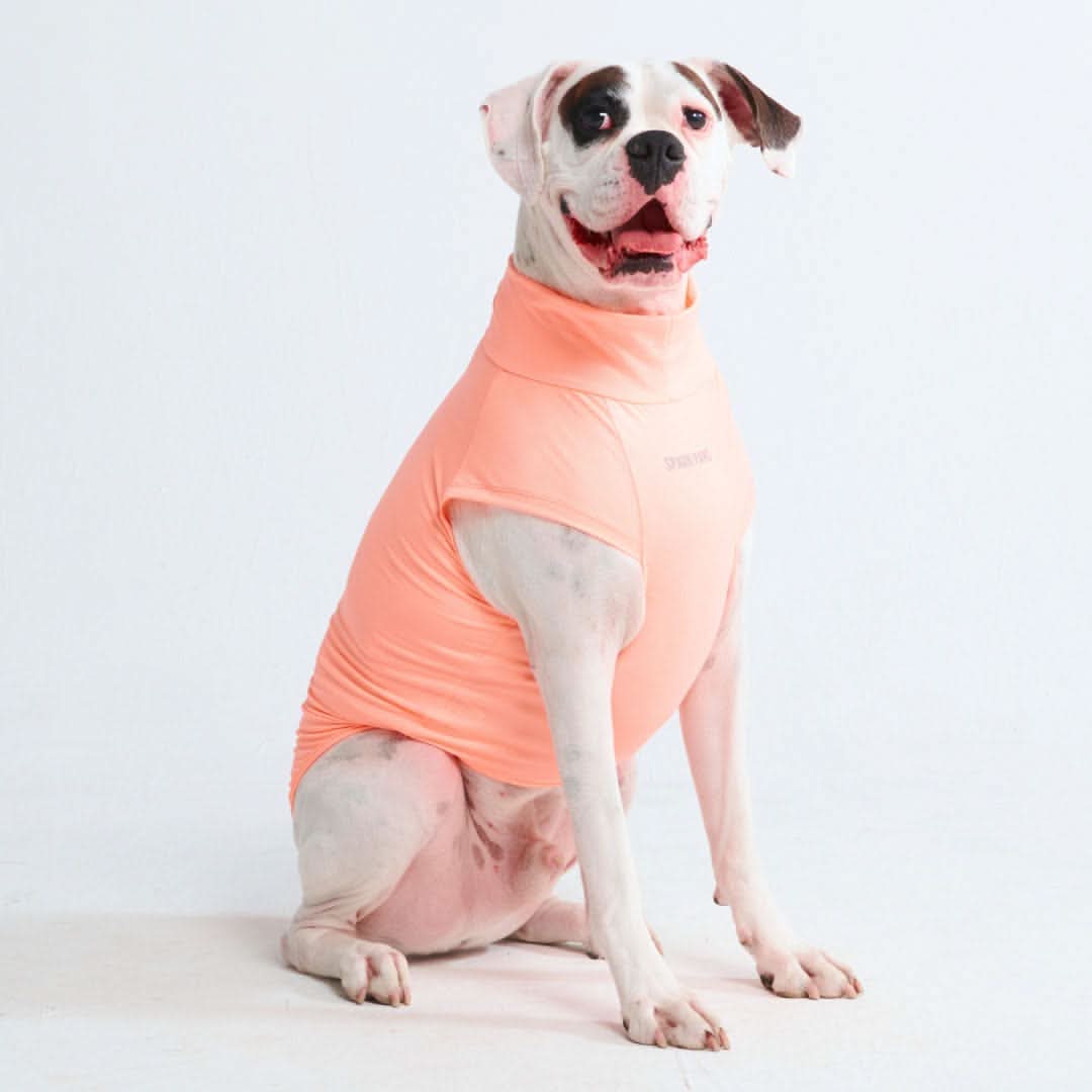 Maglietta per cani Sunblock - Pesca - Image 5