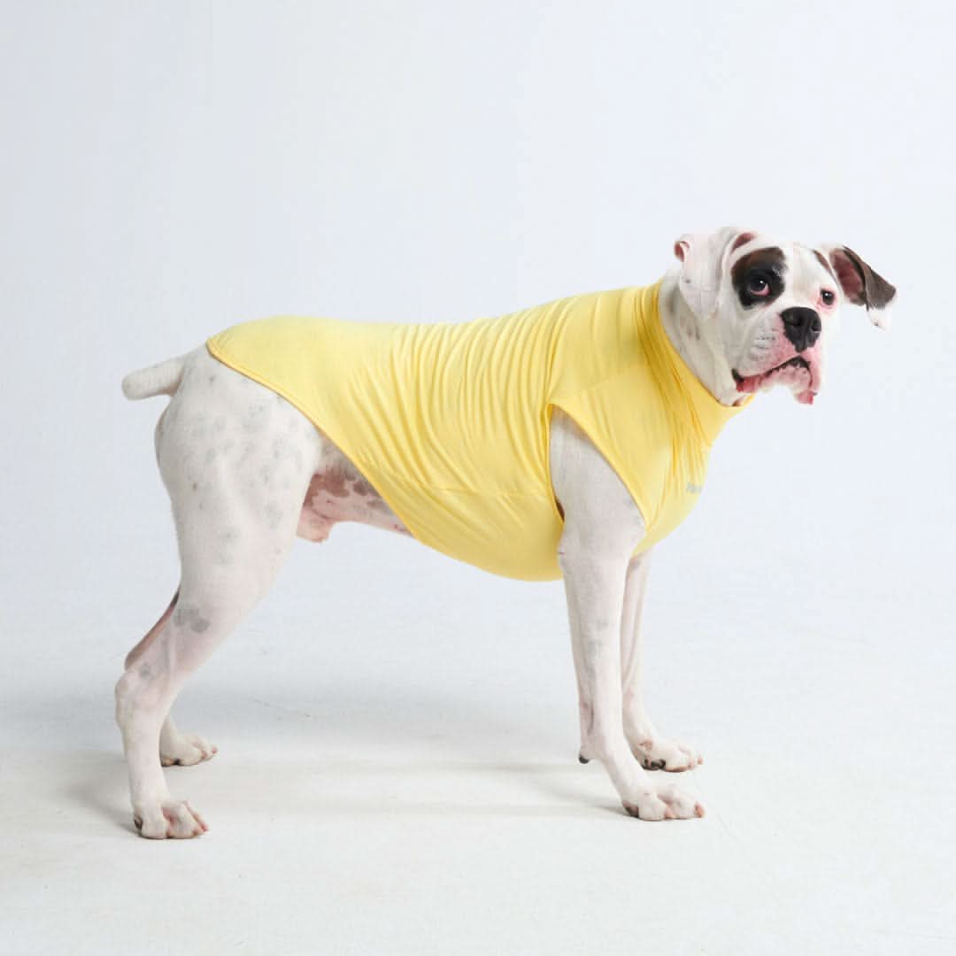 T-shirt per cani Sunblock - Gialla - Image 4