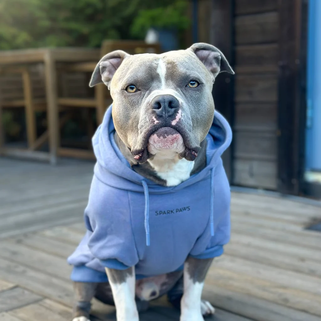 Felpa con cappuccio essenziale per cani - Image 35