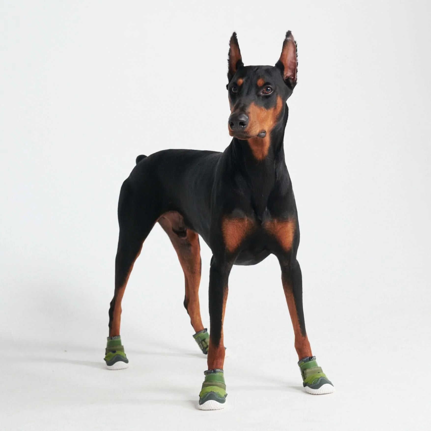 Scarpe per cani Hot Pavement Pawtector - Verde - Image 3