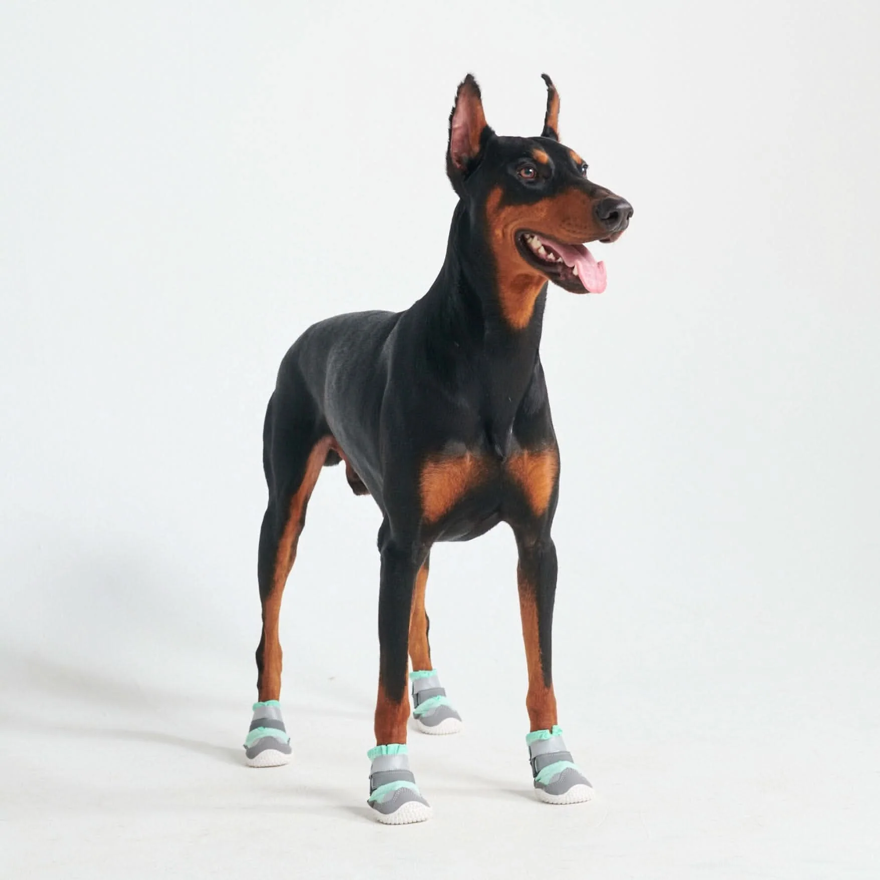 Scarpe per cani Hot Pavement Pawtector - Verde acqua - Image 6