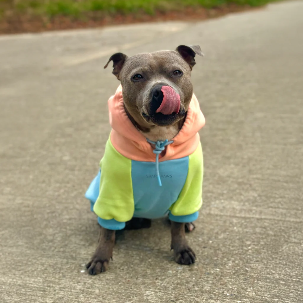 Jelly Bean Felpa per Cane - Image 11