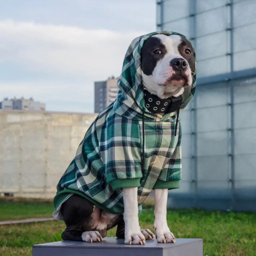 Maglione Plaid per Cani - Quadretti rossi - Image 22