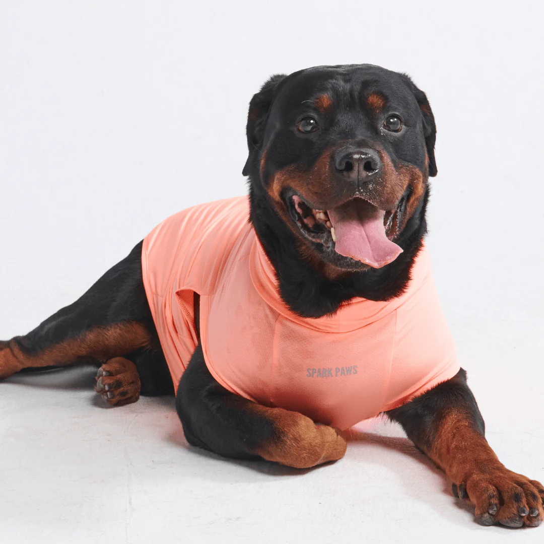 Magliette per cani con protezione solare - Image 16