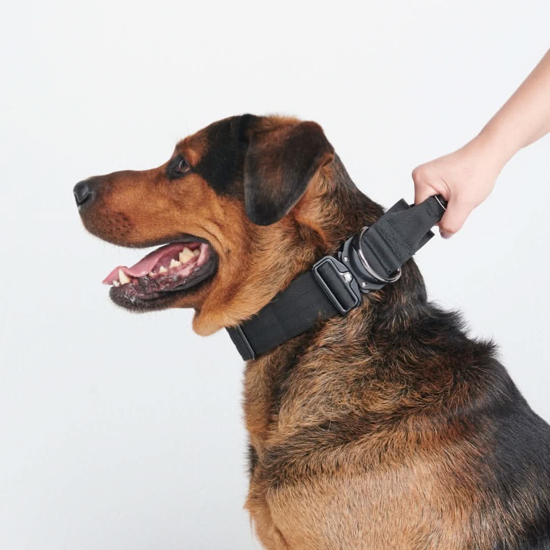 Set di collari tattici per cani - Multicolore (2"/5 cm) - Image 40