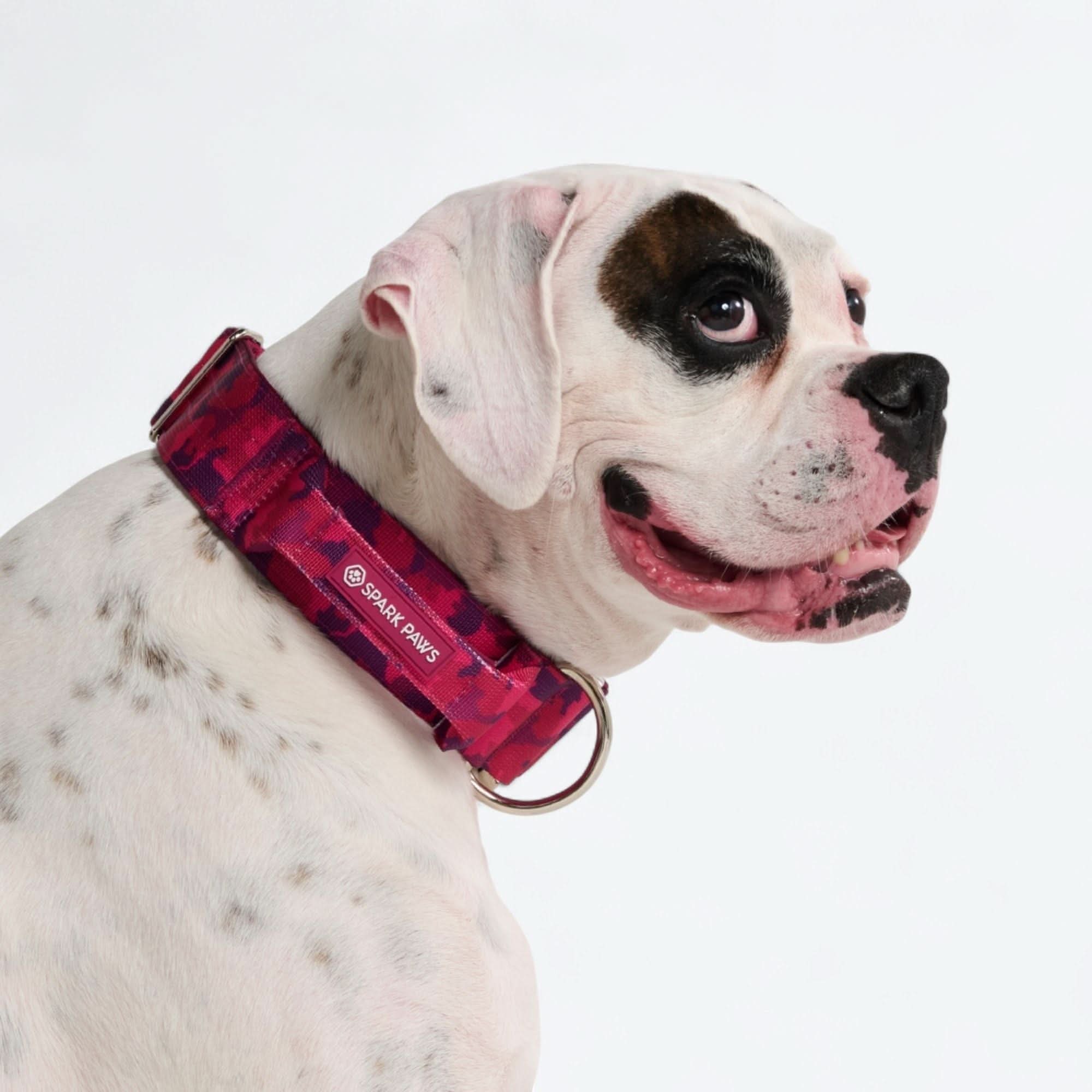 Set di collari tattici per cani - Multicolore (2"/5 cm) - Image 82