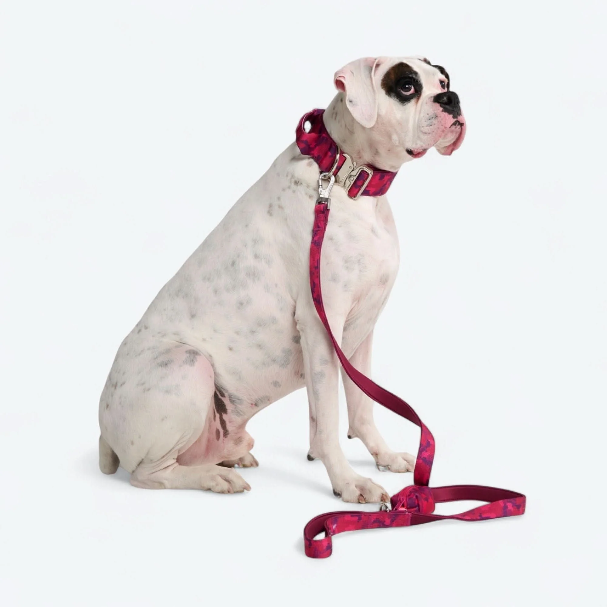 Set di collari tattici per cani - Multicolore (2"/5 cm) - Image 87