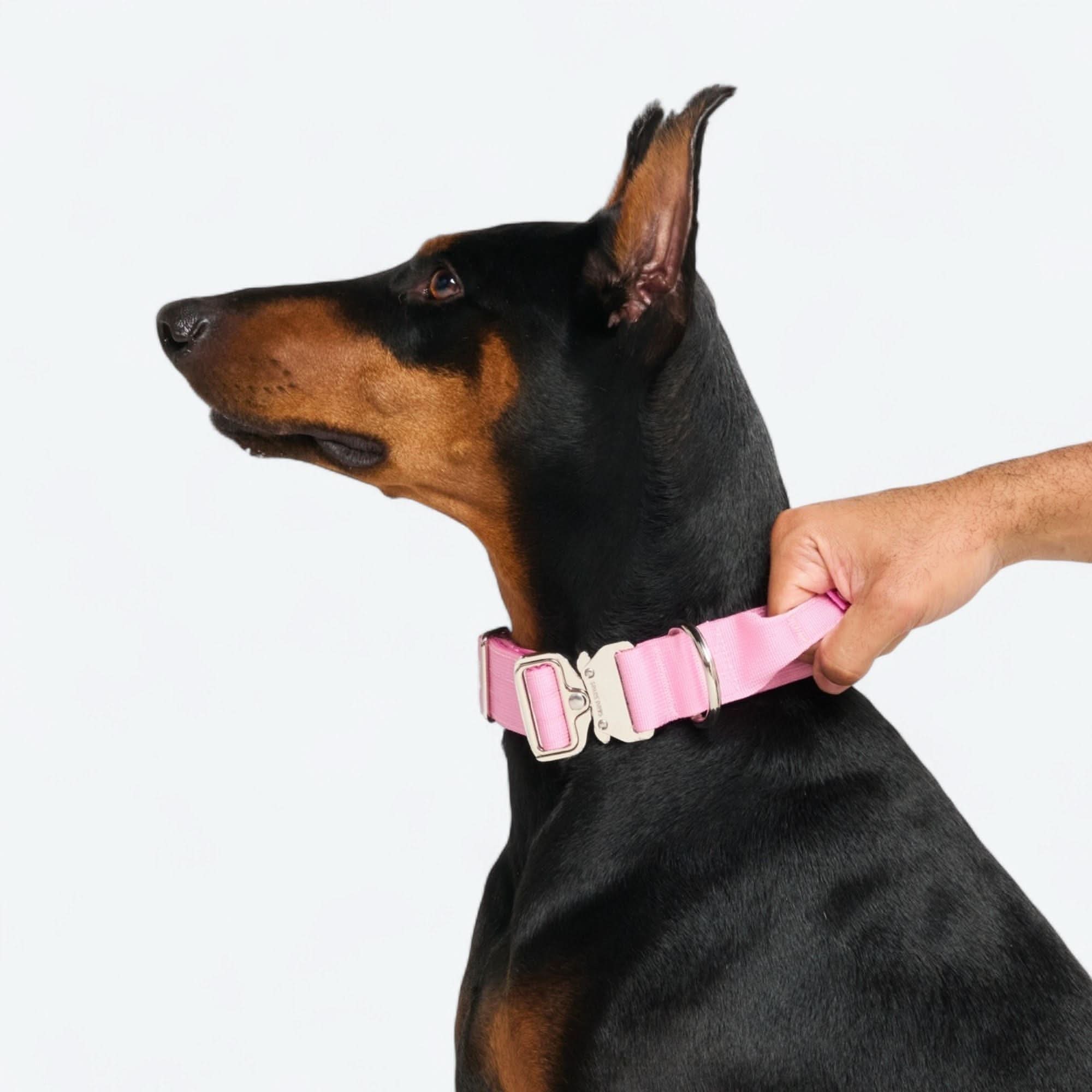 Set di collari tattici per cani - Multicolore (2"/5 cm) - Image 88