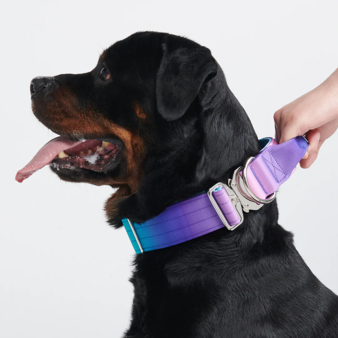 Set di collari tattici per cani - 90s Retro - Image 10