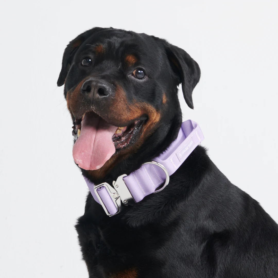 Set di collari tattici per cani - Lilla - Image 13