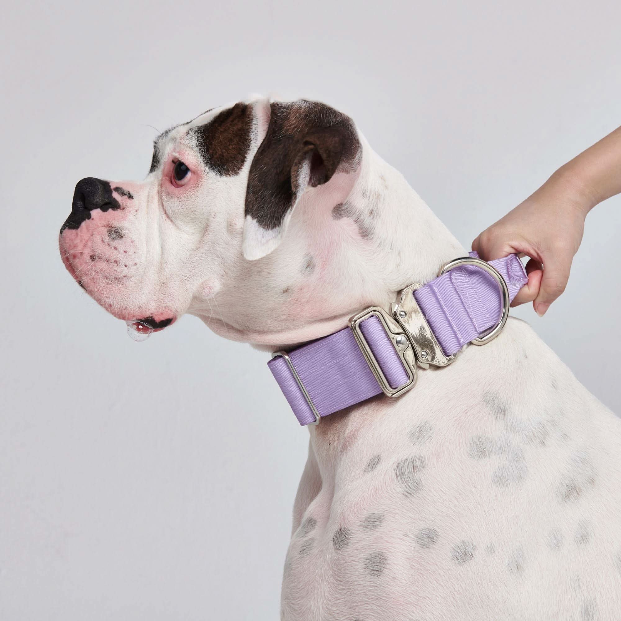 Set di collari tattici per cani - Lilla - Image 6