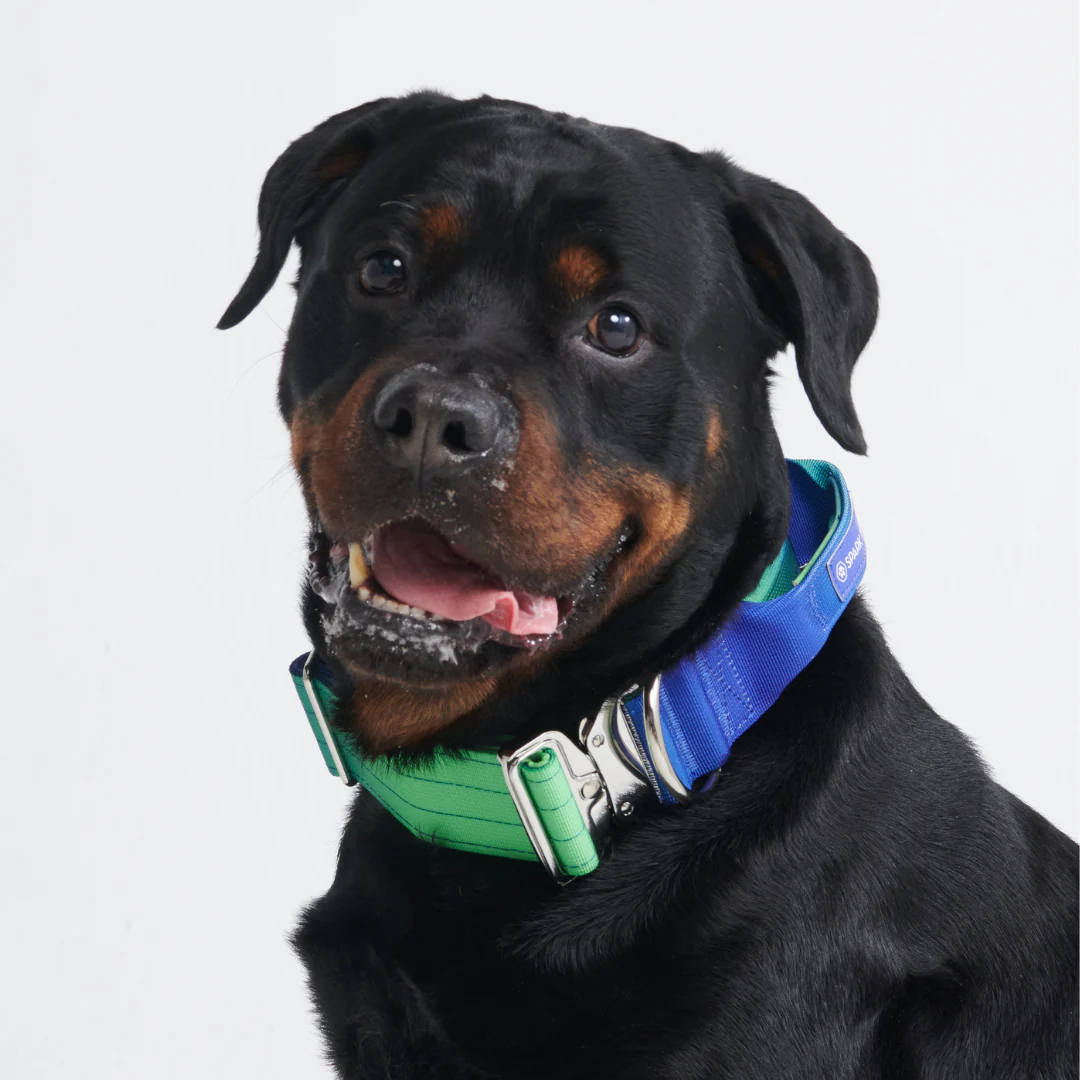 Set di collari tattici per cani - Lime Wave - Image 10