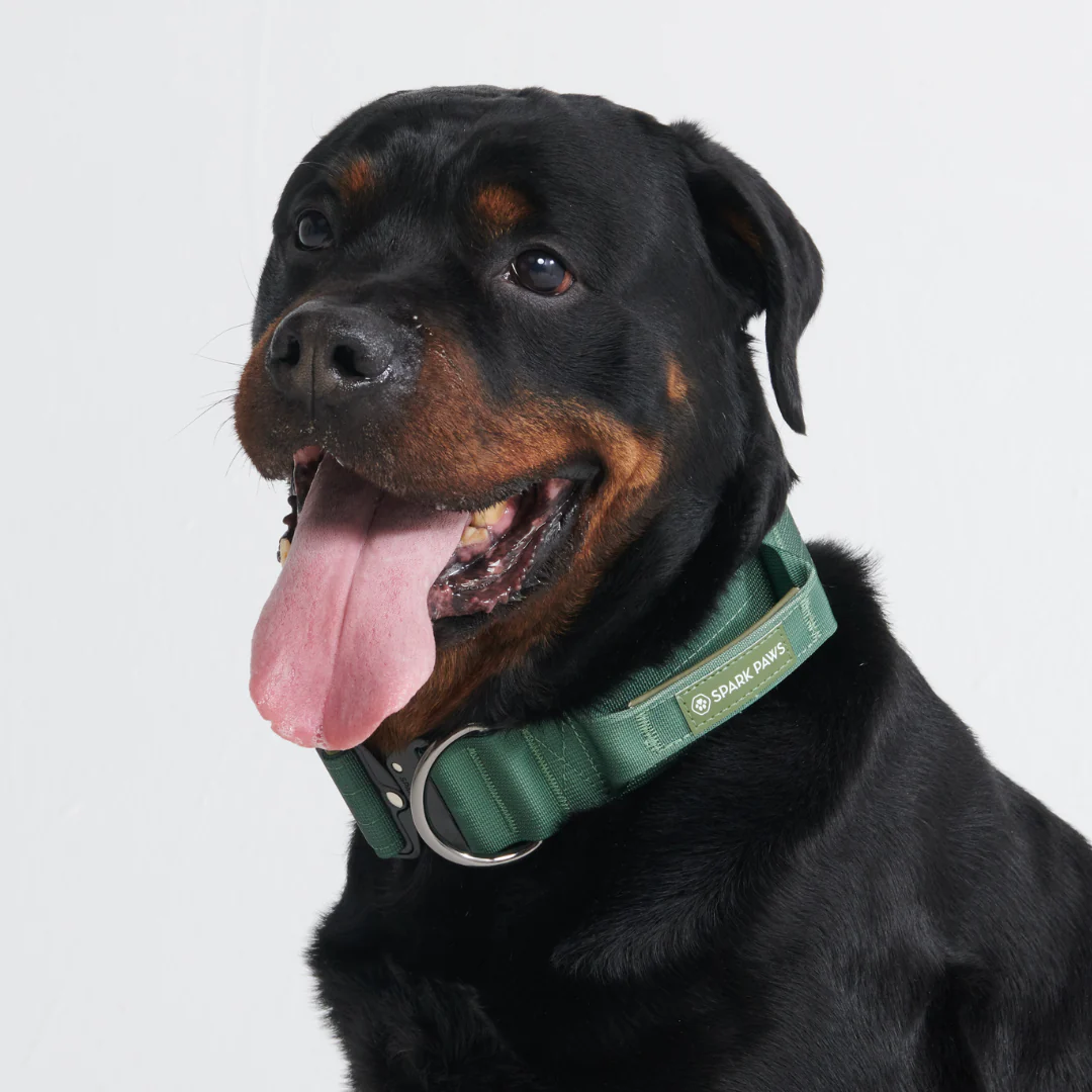 Collare tattico per cani - Verde Militare - Image 6