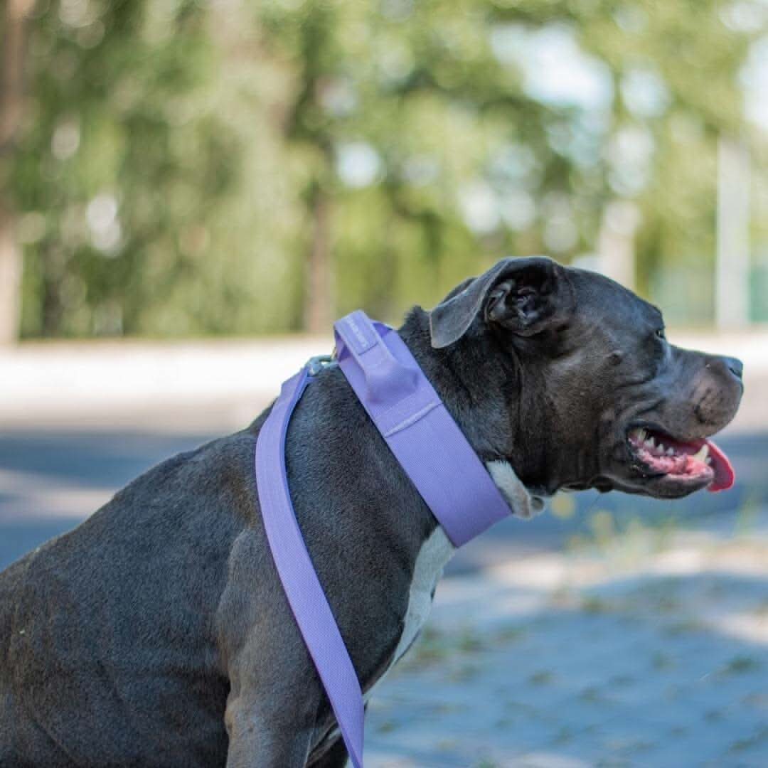 Collare tattico per cani - Lilla - Image 9