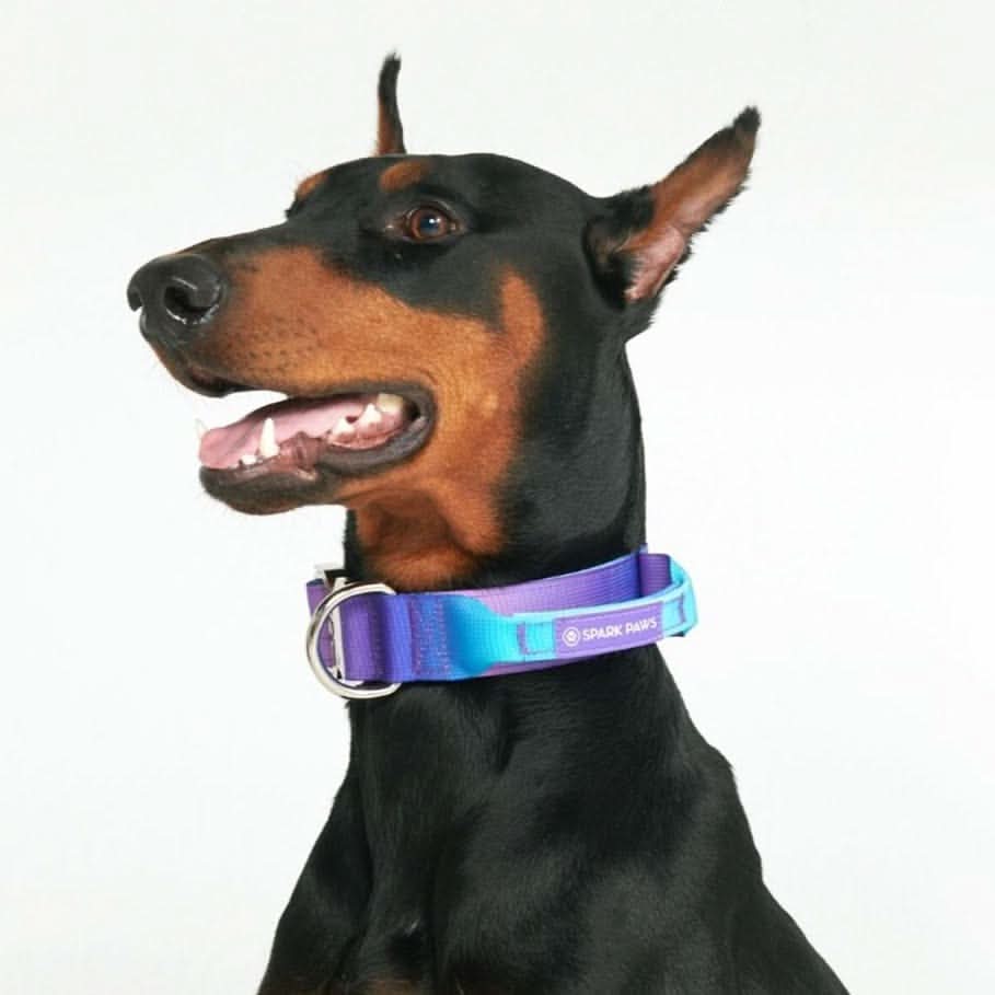 Collare tattico per cani - 90s Retro - Image 5