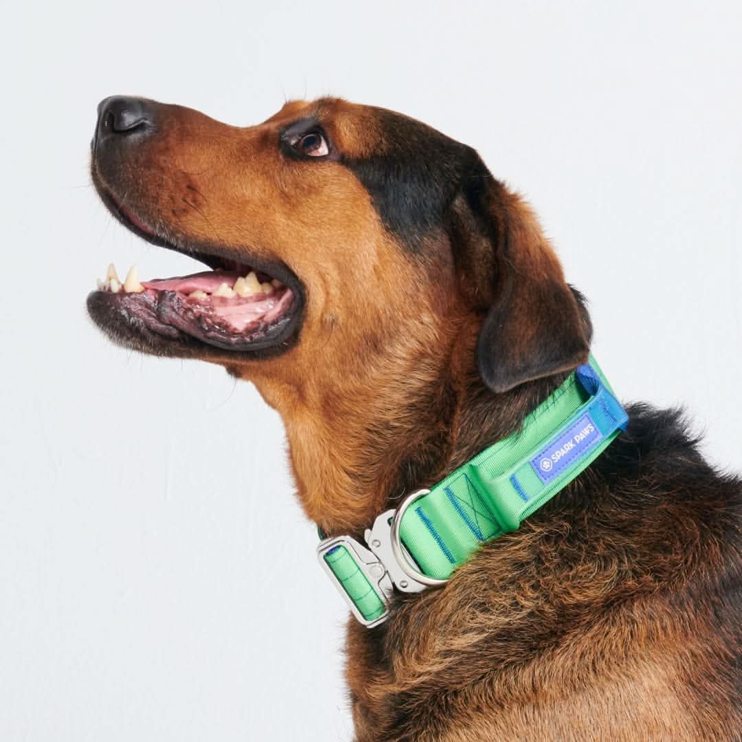 Collare tattico per cani - Lime Wave - Image 3
