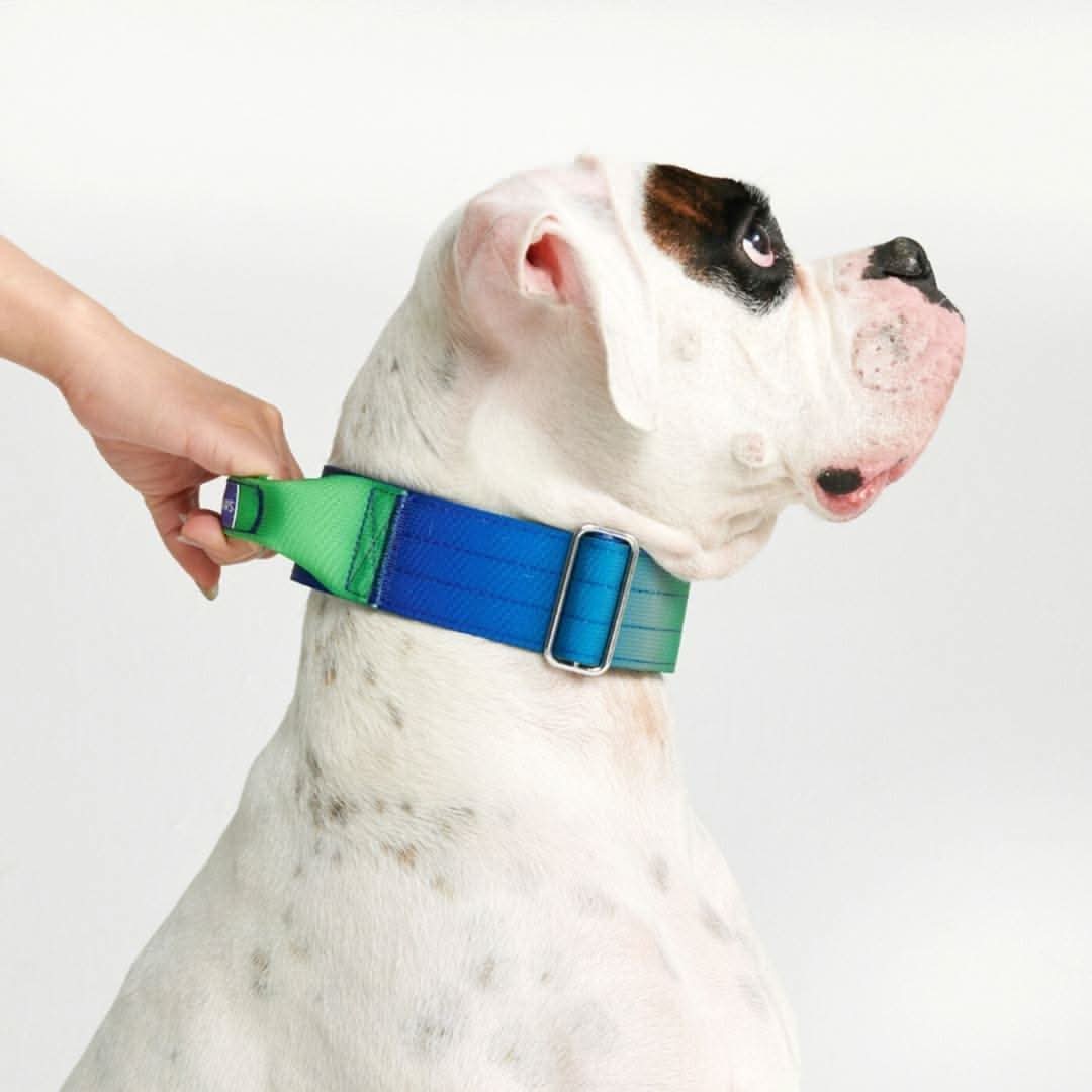 Collare tattico per cani - Lime Wave - Image 4