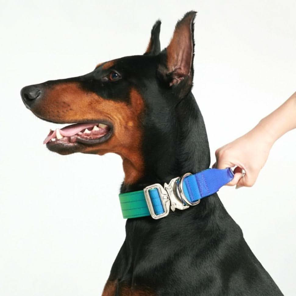 Collare tattico per cani - Lime Wave - Image 7