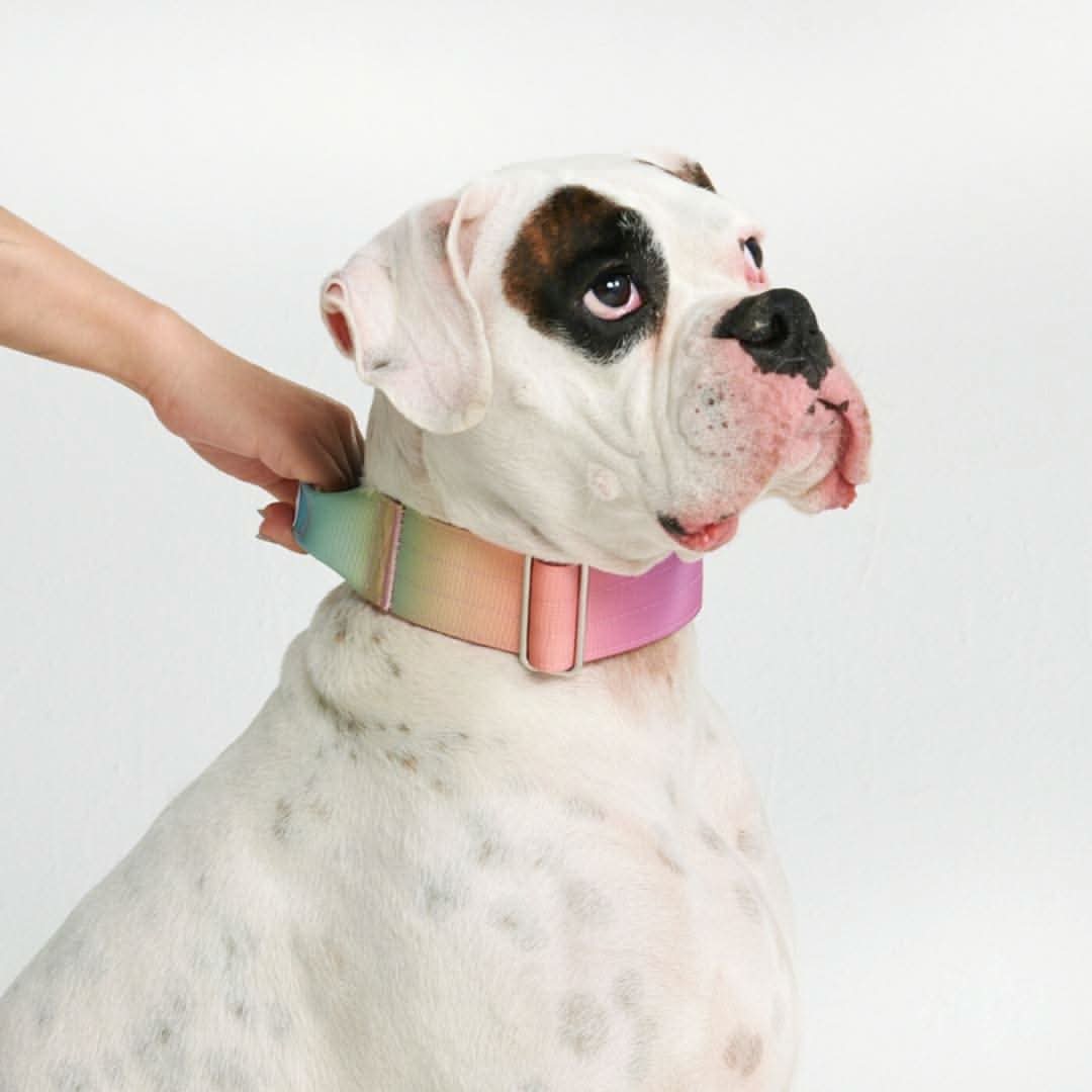 Collare tattico per cani - Glassa Pastello - Image 10
