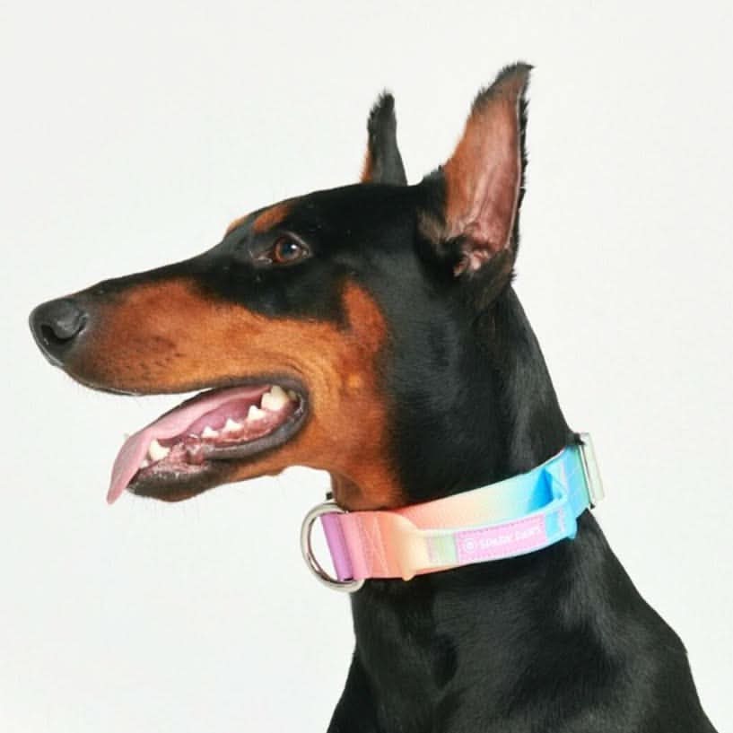 Collare tattico per cani - Glassa Pastello - Image 3
