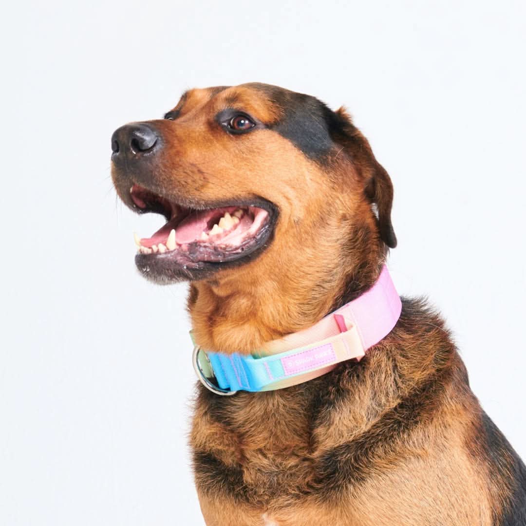 Collare tattico per cani - Glassa Pastello - Image 4